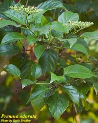 Image result for Premna velutina