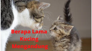 Selain itu nafsu makan kucing juga akan bertambah setiap hari. Berapa Lama Kucing Mengandung Youtube