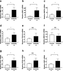 Smooth muscle fiber is found lining hollow organs throughout the body and generally contracts and relaxes in many cases, smooth muscles help push or propel fluids or food. Redistribution Of Mature Smooth Muscle Markers In Brain Arteries In Cerebral Autosomal Dominant Arteriopathy With Subcortical Infarcts And Leukoencephalopathy Springerlink