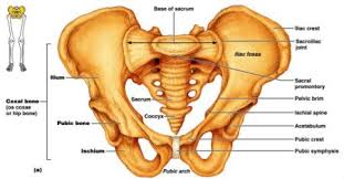  leaning on the back of the legs during vaginal. Pelvic Girdle Bones Function Anatomy And Faqs Pelvic Girdle Pelvic Bone Human Skeleton Anatomy