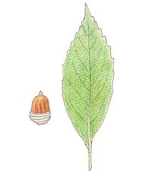 ニッポン全国どんぐりイラスト図鑑 Acorn