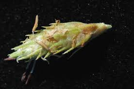 Image result for Fuirena pubescens