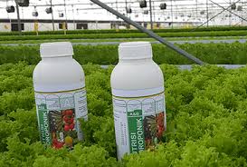 Penggunaan margaflor untuk tanaman hias dan sayuran agak berbeda. Nutrisi Tanaman Hidroponik Organik Dan Alami Seringbaca Com