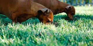 Why does my dog eat grass? Amazon Com Pet Content A69 Pet Content Main Pet Supplies