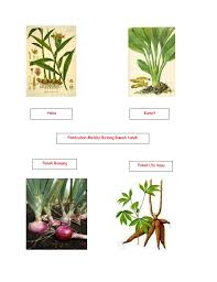Pembiakan Tumbuhan Sains Tahun 4