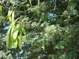 Image result for Acacia luederitzii