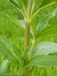 Image result for Eclipta