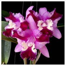 Cattleya Varut Song Cattleya Orchid Cattleya Orchids