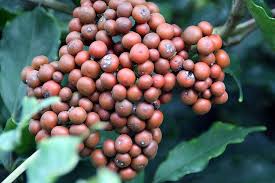 Image result for Leea guineensis