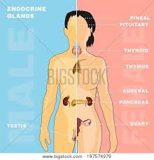Anatomical illustration of a side view of the female internal organs, showing pancreas, spinal column, rectum, liver, stomach, transverse colon, small intestine, peritoneum, uterus, and bladder. Female Male Endocrine Vector Photo Free Trial Bigstock