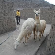 Llamas In Lima Peru Missions Trip City By The Sea Peru