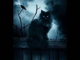 chernyj kot art warrior cats quiz iron fey warrior cat