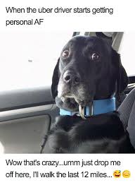20 Hilarious Uber Animal Memes Animal Memes Cute Animals With Funny Captions Cute Dog Memes