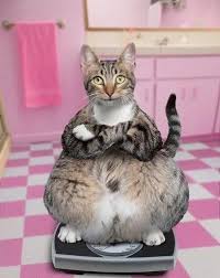 Pin On Kitty Cats