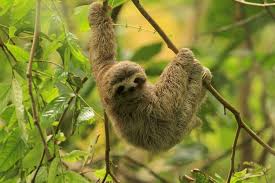 Sloth My Favorite Animal Hands Down Sloth Cute Sloth Animals Beautiful