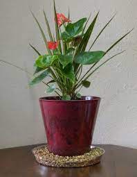 Robot Check Plant Saucers Plant Saucer Plants