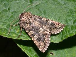 Image result for Hadena perplexa