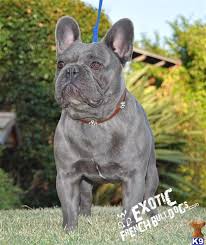 However, free frenchy dogs and puppies are a rarity as rescues usually charge a small adoption fee to cover their expenses. French Bulldog Puppy For Sale Rare Blues 6 Years Old