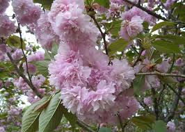 Learn how to recognize these five very common flower trees. Alabama Cherry Tree 2 Photograph By David Scoggins