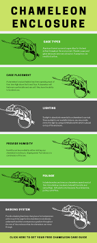 Chameleon Enclosure Infograph Chameleon Care Chameleon Enclosure Chameleon Terrarium
