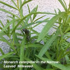 Image result for Asclepias foliosa