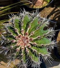 Image result for Pachycarpus spurius