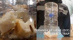 We did not find results for: Diy Perangkap Lipas Mudah Easy Cockroach Trap Youtube