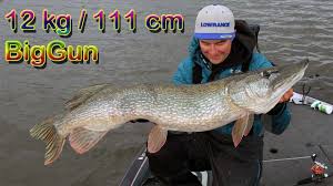 Hitta stockbilder i hd på gädda och miljontals andra royaltyfria stockbilder, illustrationer och vektorer i shutterstocks samling. Gadda 12kg 111cm Instant Spinnerbait Youtube