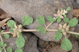 Image result for Glinus