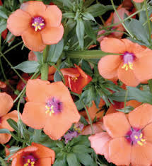 Image result for Anagallis barbata