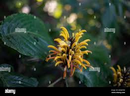 Image result for Justicia aurea