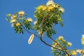 Image result for Albizia lebbeck