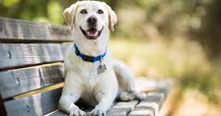 Us admins from group rehome my pet dayton ohio would like to apologize for the group not being up. Lawmaker Wants To Name The Labrador The State Dog