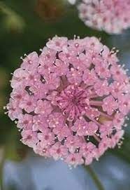 Pin On Pink