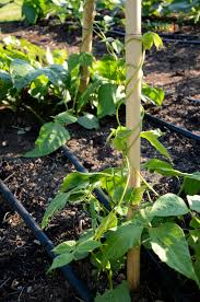 It's surprisingly simple to put together, and it's super versatile. How To Build A Bamboo Tri Pod Trellis A Photo Tutorial Seattle Urban Farm Company