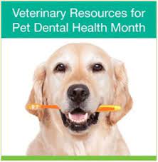 Let's cram all of our business for the year into the month of february the reason dental month works is because it is only during one month each year with 11 months until it happens again. 5 Veterinary Dental Tips To Improve Pet Health All Year Tristar Vet Veterinary Equipment Solutions In Stainless Steel
