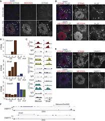 Image result for Meiostemon