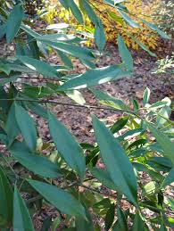 Image result for Myrianthus