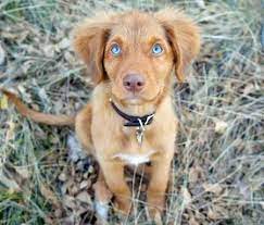 Pin On Dogs And Puppies 1