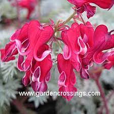 Dicentra Burning Hearts Buy Bleeding Heart Fern Leaf Perennials Online Perennials Shade Garden Annual Plants