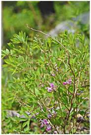 Image result for Indigofera ischnoclada