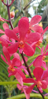 Vanda Anne Khoo-Meda Arnold