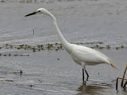 Describing objects big, large, and great can all be used to describe objects. Great Egret Ebird