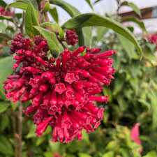 Image result for Cestrum