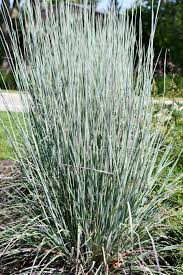 Image result for Schizachyrium