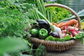 Confinement Les Jardineries Et Pepinieres Autorisees A Rouvrir Pour Vendre Des Plants Potagers Actu