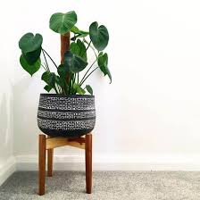 This article is dedicated to the 13 best monstera care hacks to ensure your monstera stays healthy and is thriving. Monstera Deliciosa Swiss Cheese Plant Hurricane Plant Guide Our House Plants