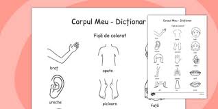 Aceasta fisa de lucru contine 4 exercitii de matemtica si logica pentru copii din clasa 0. Corpul Meu FiÈÄ De Colorat Teacher Made