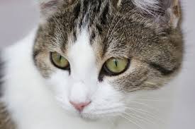 Du kannst dem ordner einen beliebigen namen geben, aber wenn du mit html arbeitest, benennst du die. Tierbilder Tiere Kostenlose Bilder Download Titania Foto