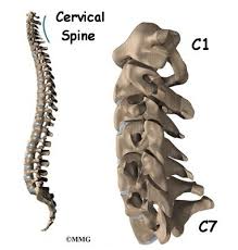 Different types of bones have differing shapes related to their the function of flat bones is to protect internal organs such as the brain, heart, and pelvic organs. Cervical Spine Anatomy Orthogate